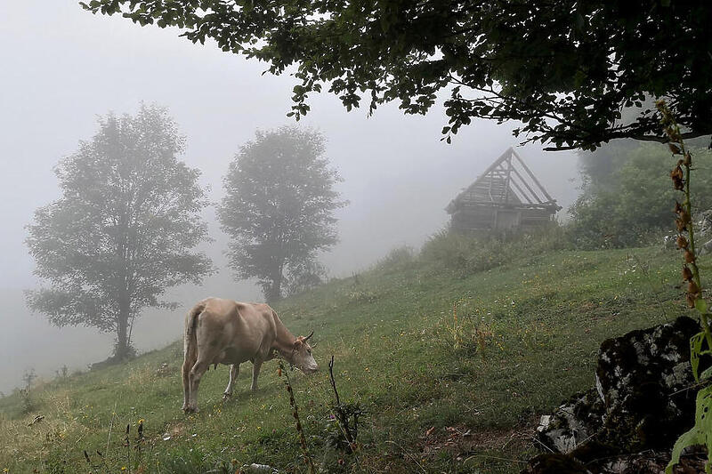 Bosna’da da Tarım ve Süt Krizi Başladı